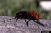 Velvet Ants ("Cow Killers")